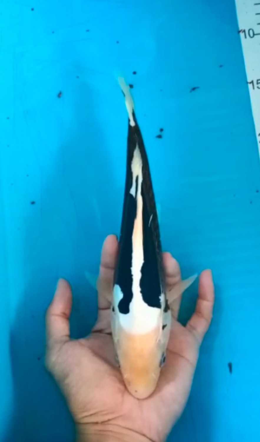 Juara 4