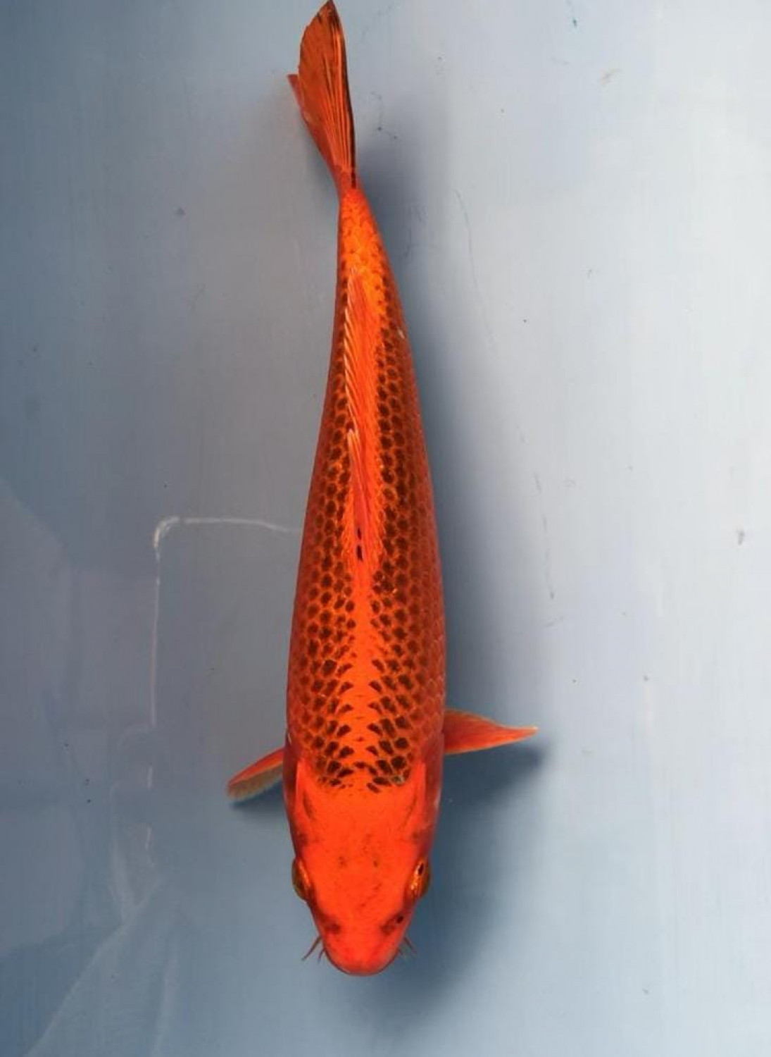 Best In Size E 21 - 25 cm