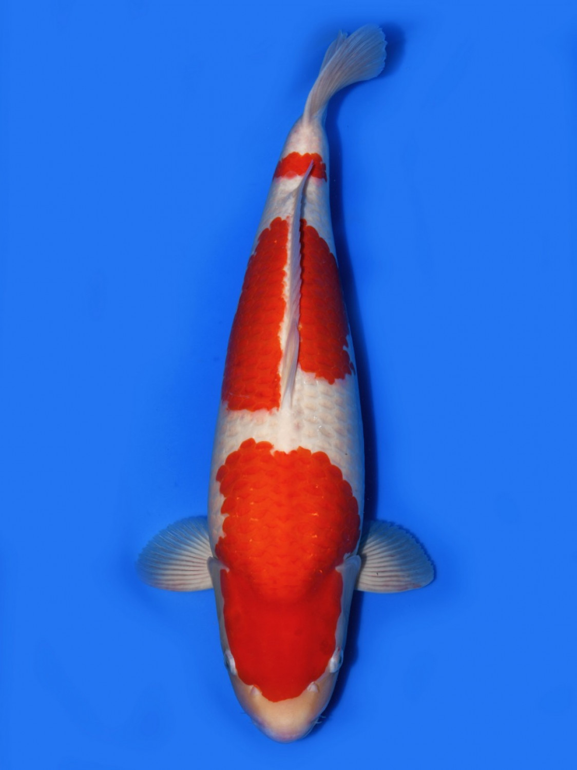 Juara 2