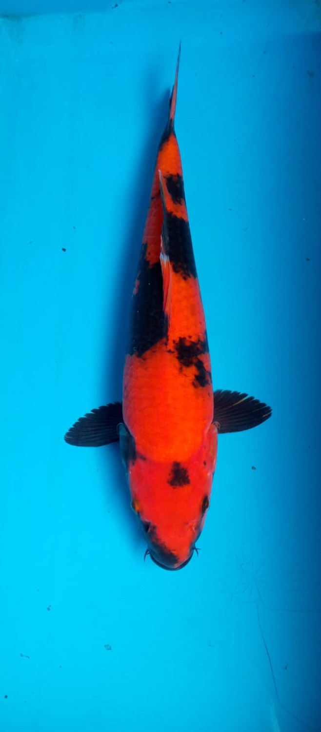 Best In Size D 31 - 35 cm