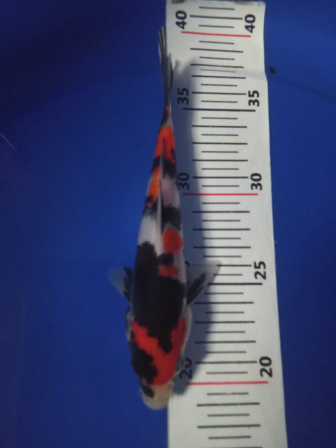 Best In Size A 16 - 20 cm