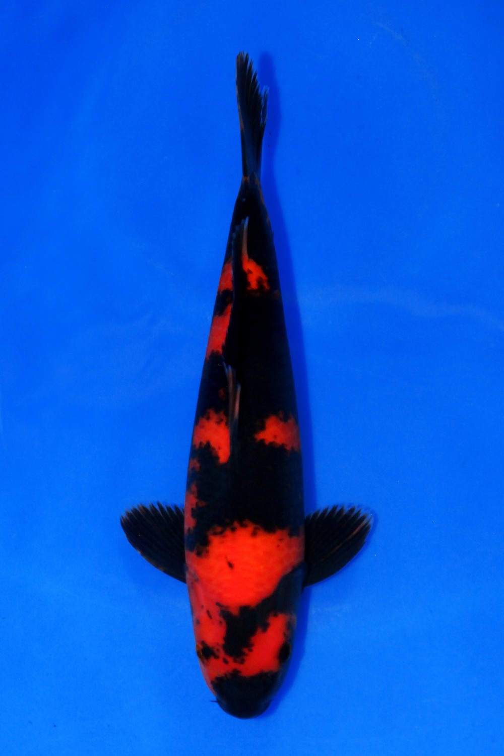 Juara 1