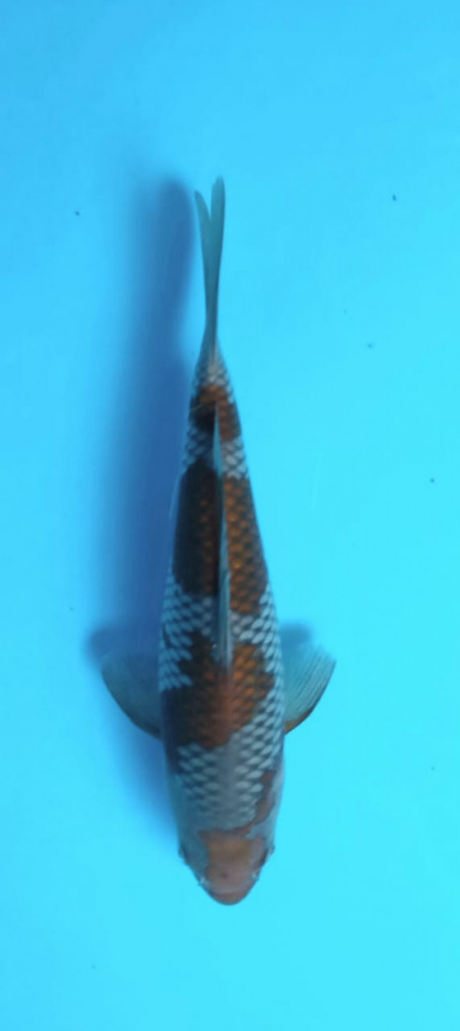 Juara 1