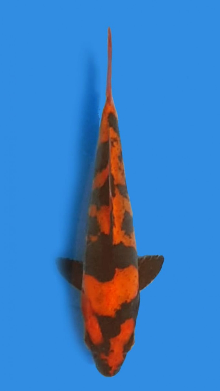 Juara 4