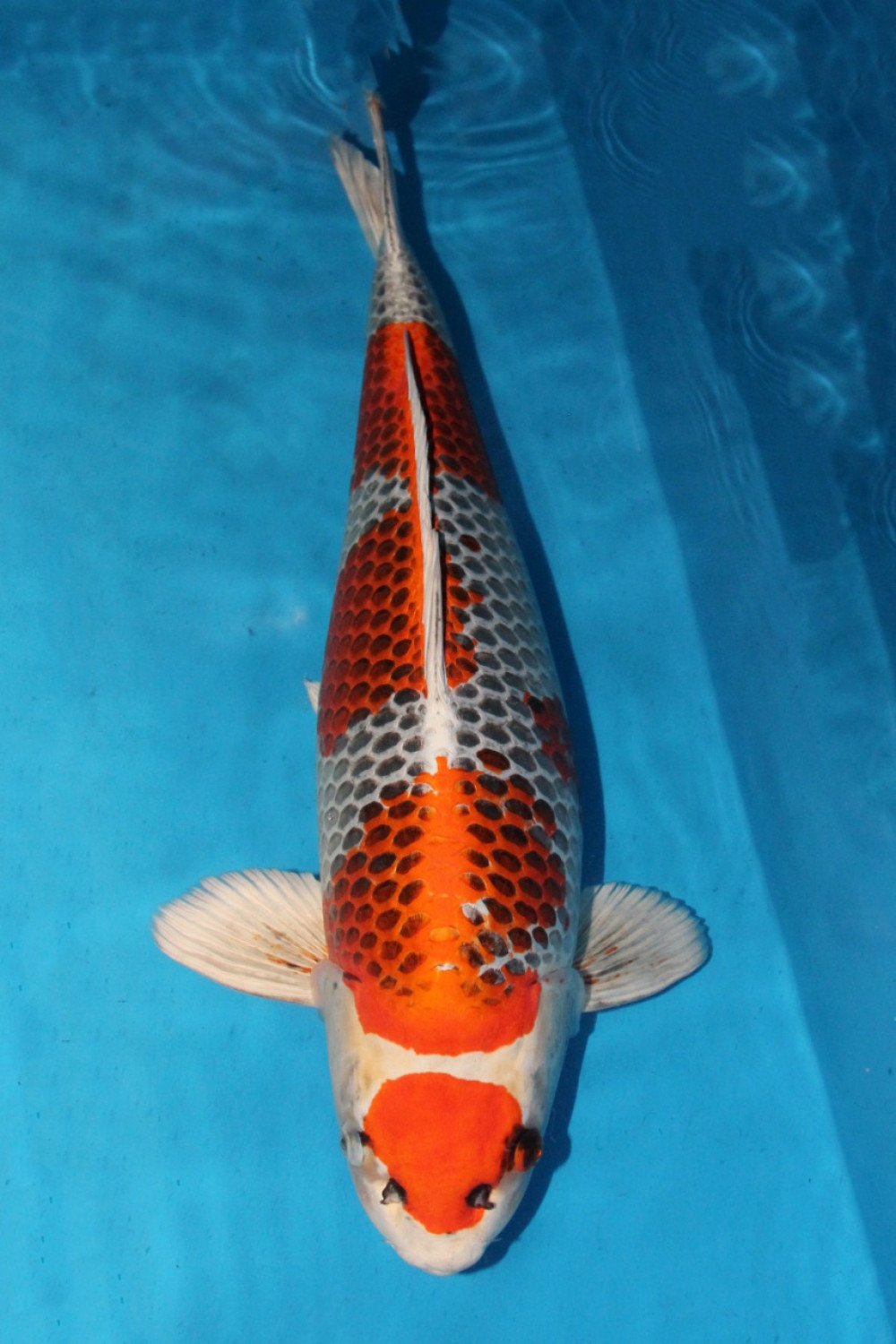 Juara 1