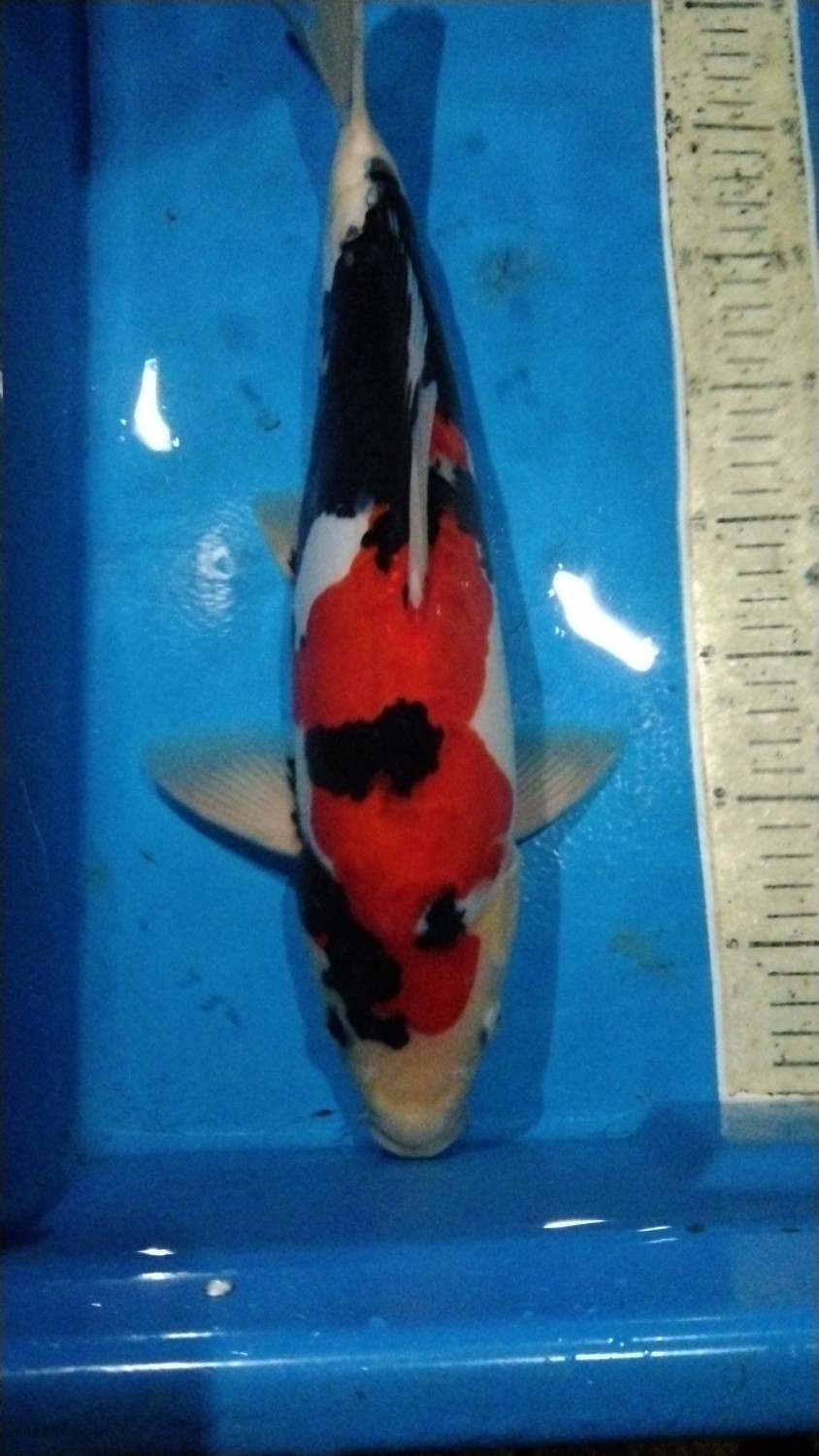 Juara 1