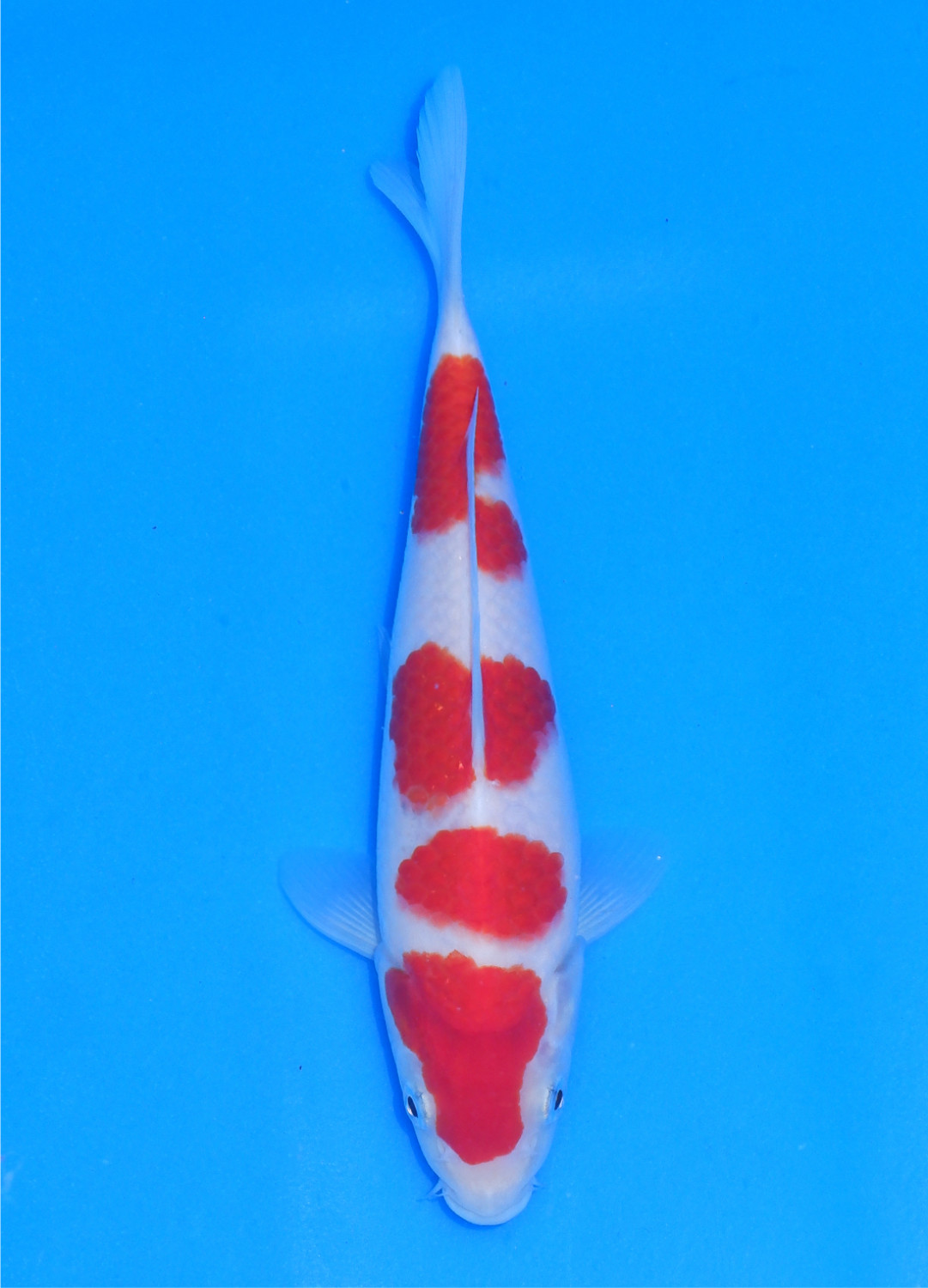 Juara 2