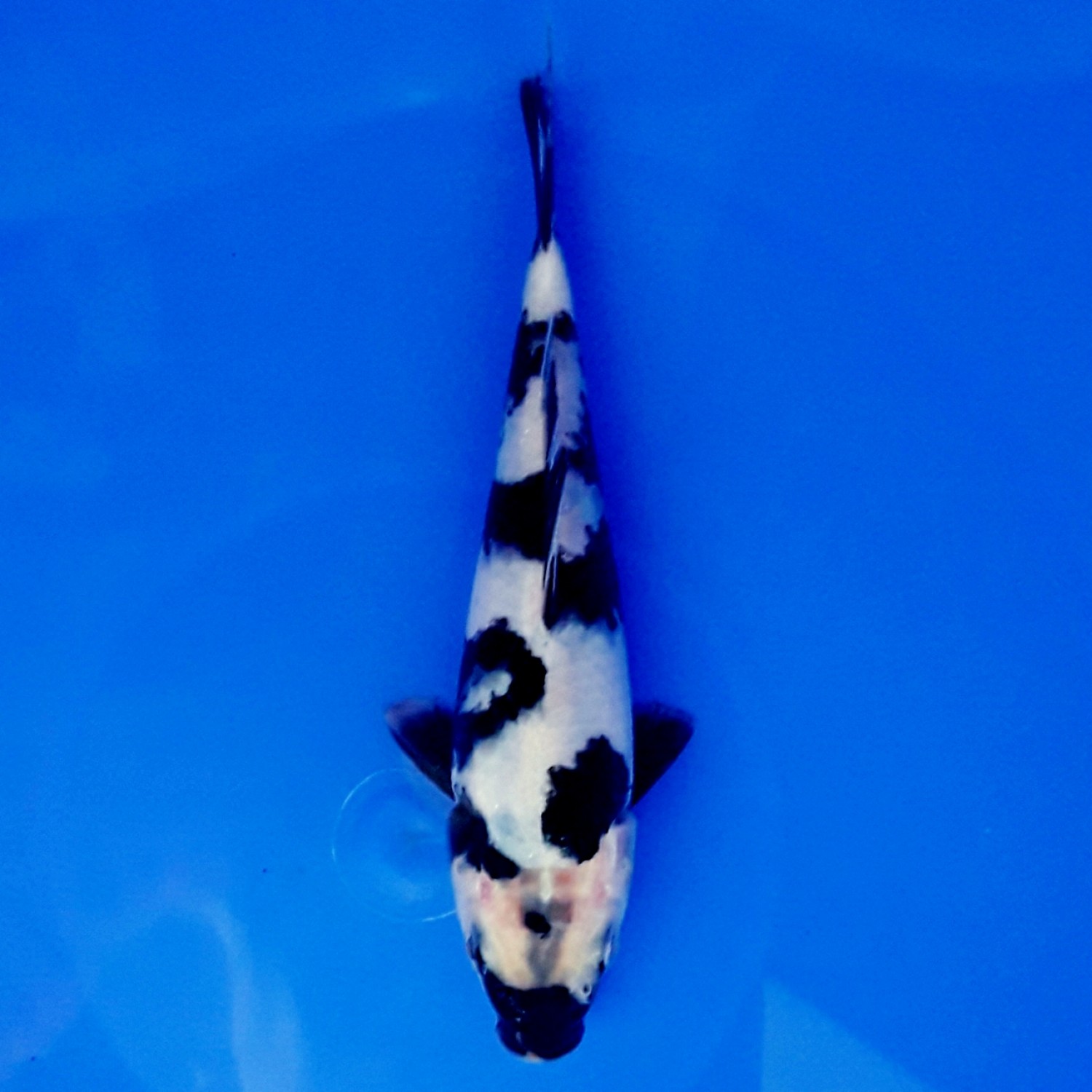 Juara 4