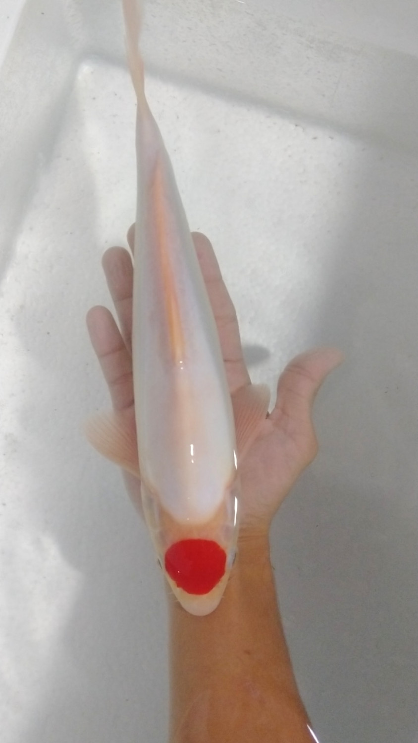Juara 1