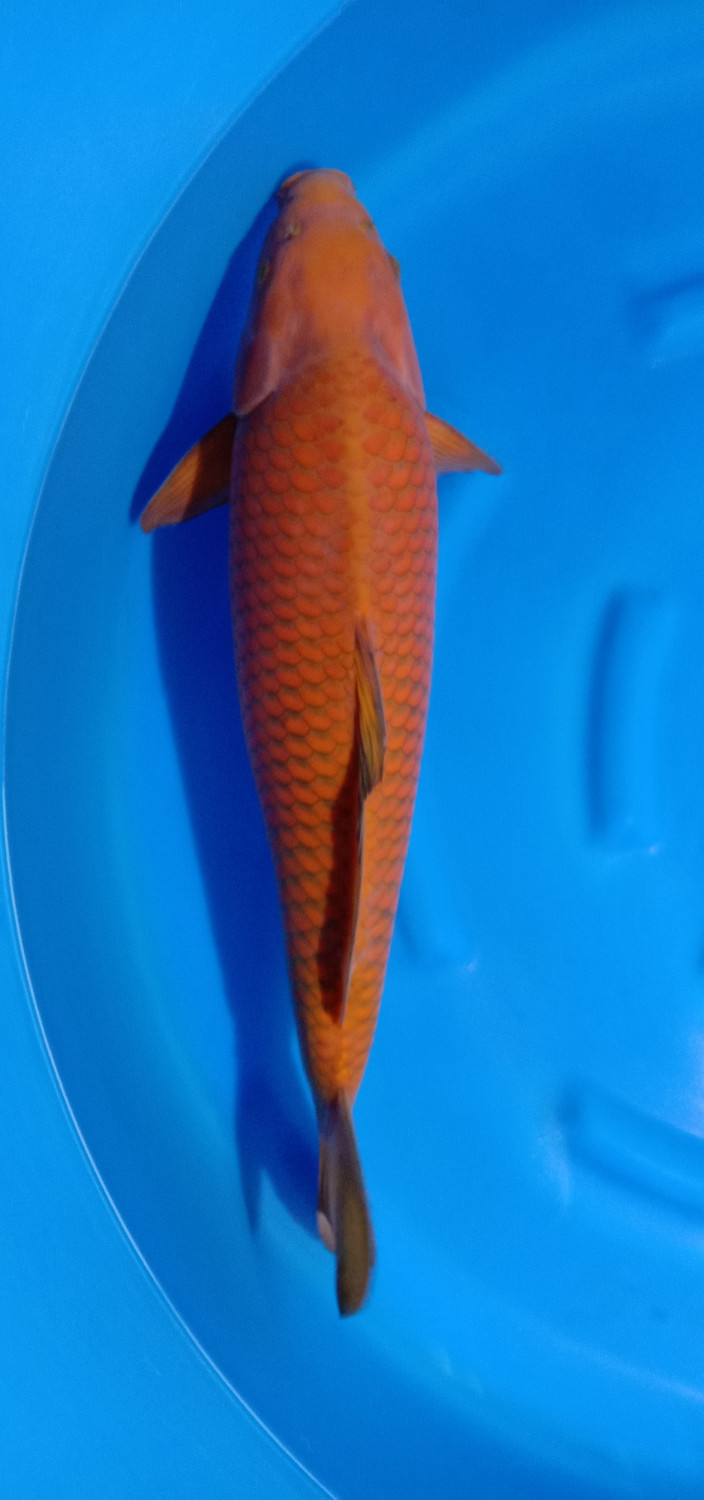 Juara 2