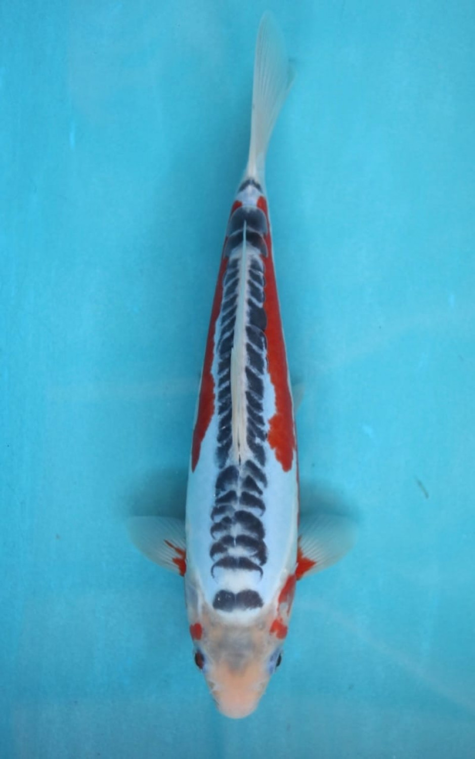 Juara 2