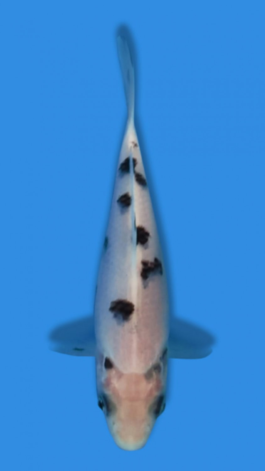 Juara 4