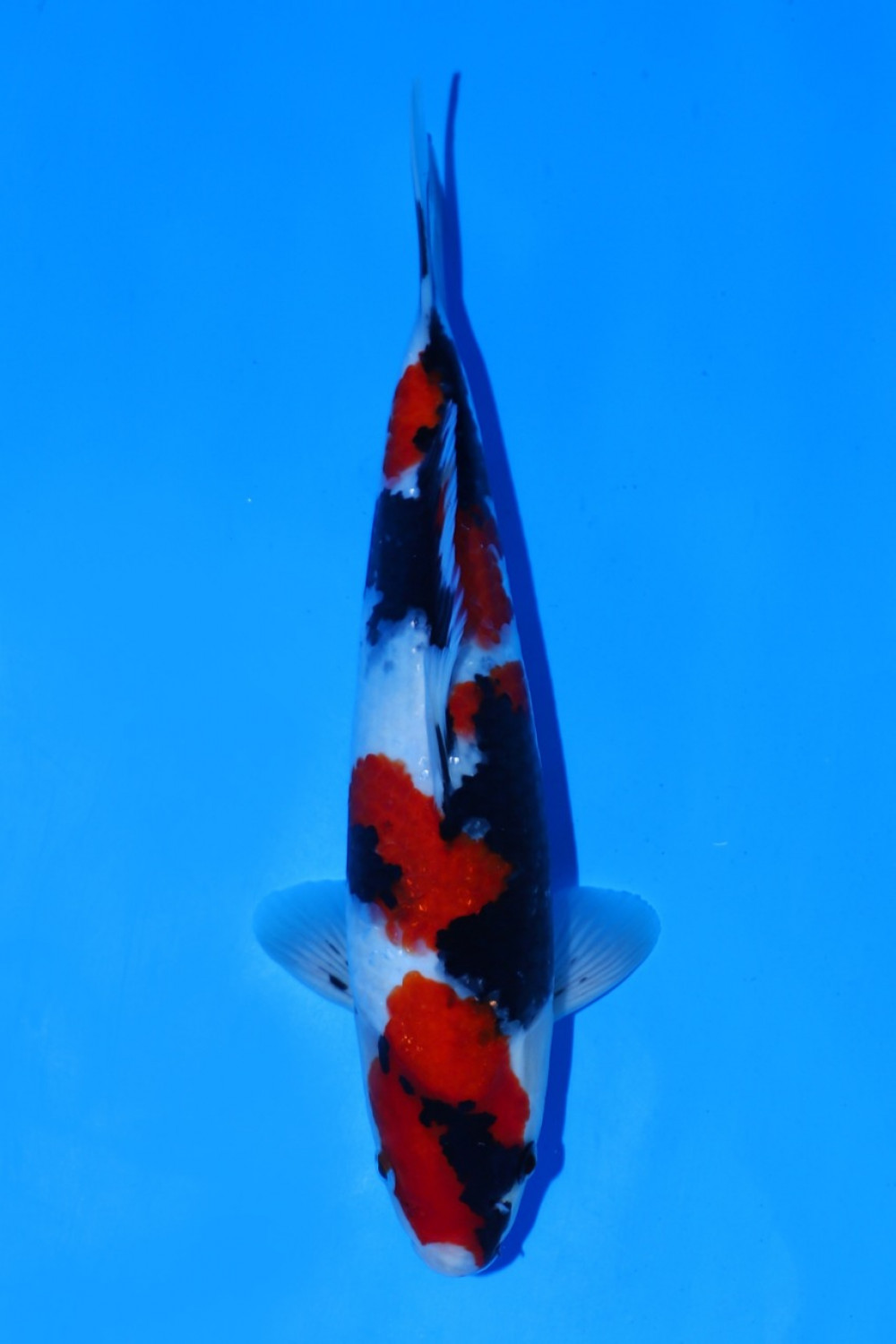 Juara 4