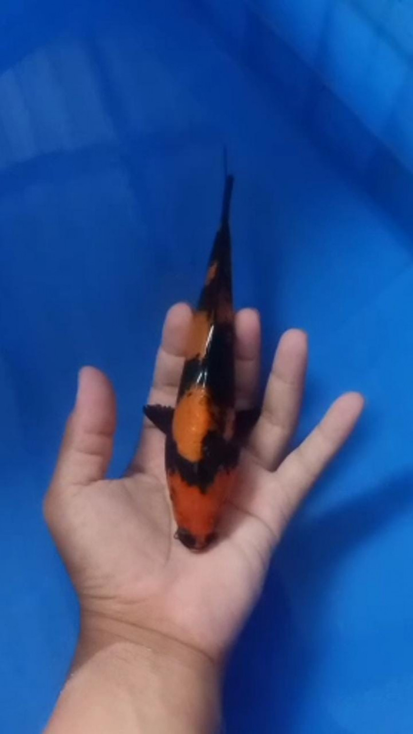 Juara 1