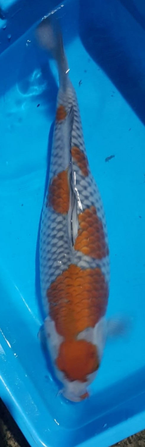 Juara 1
