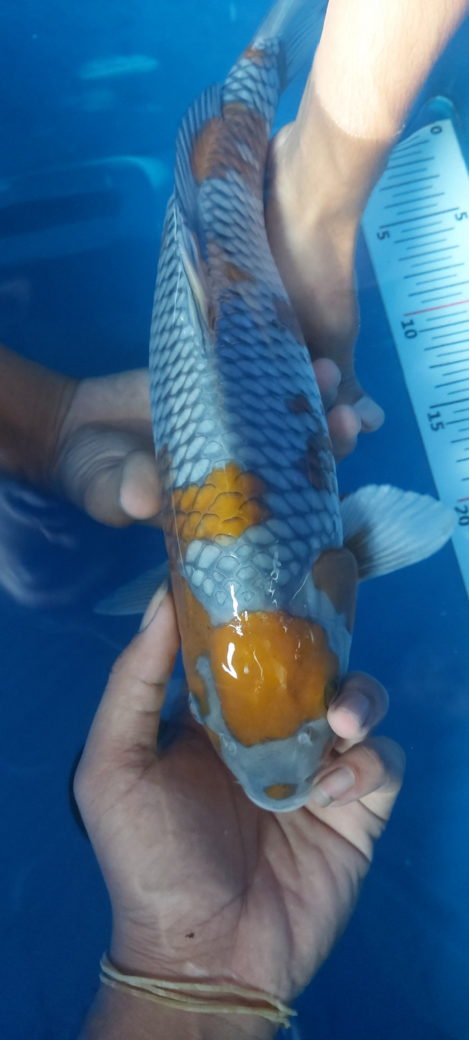 Juara 1