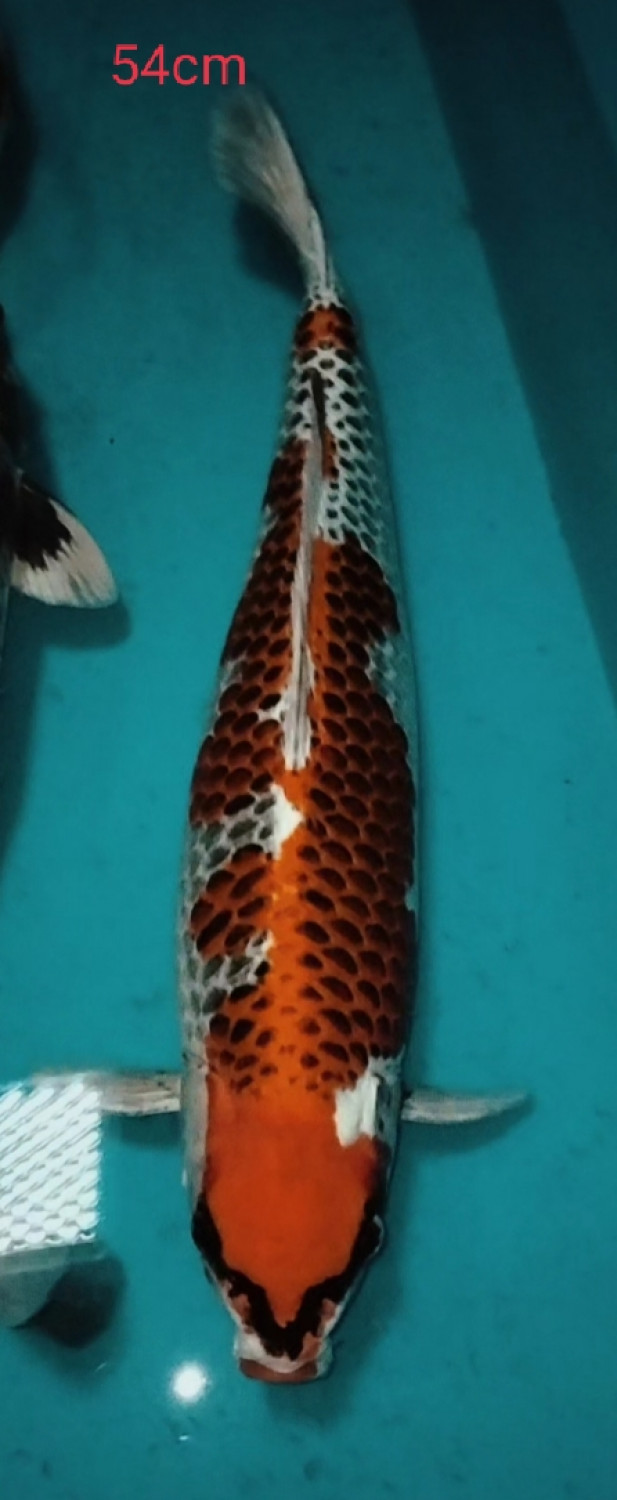 Juara 2