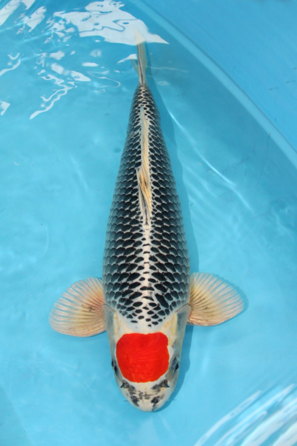 Best In Size C 51 - 55 cm