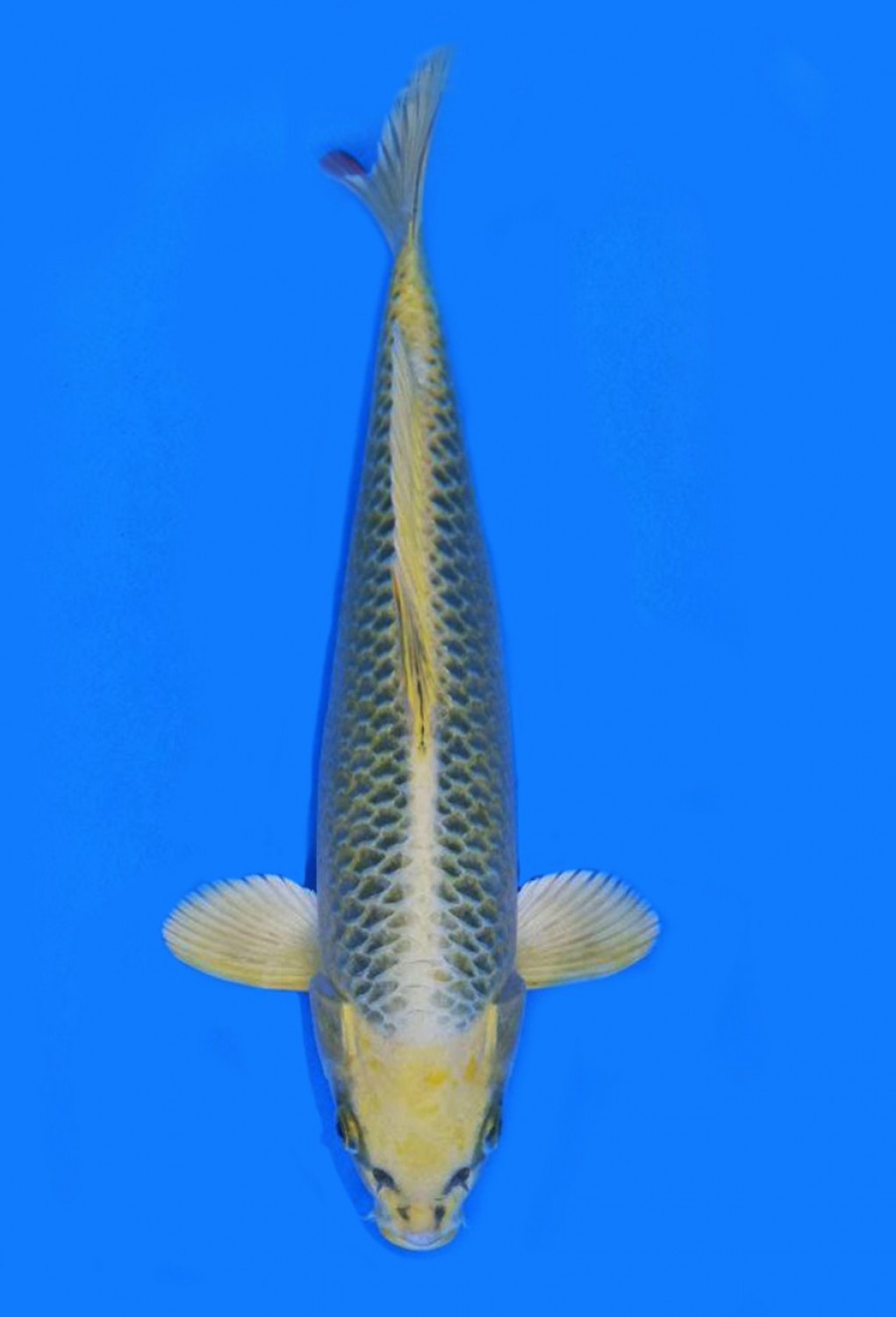 Juara 4