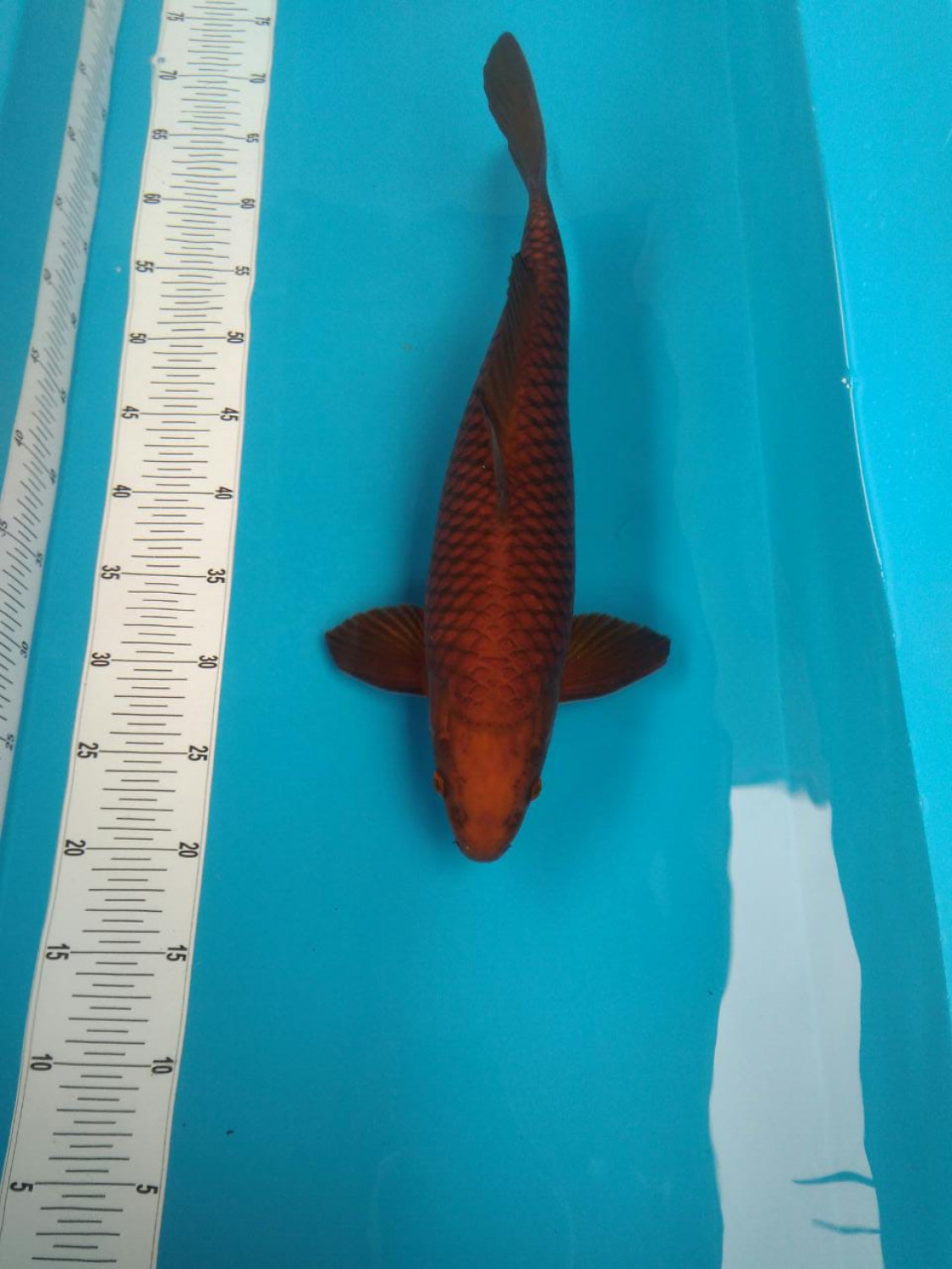 Juara 5