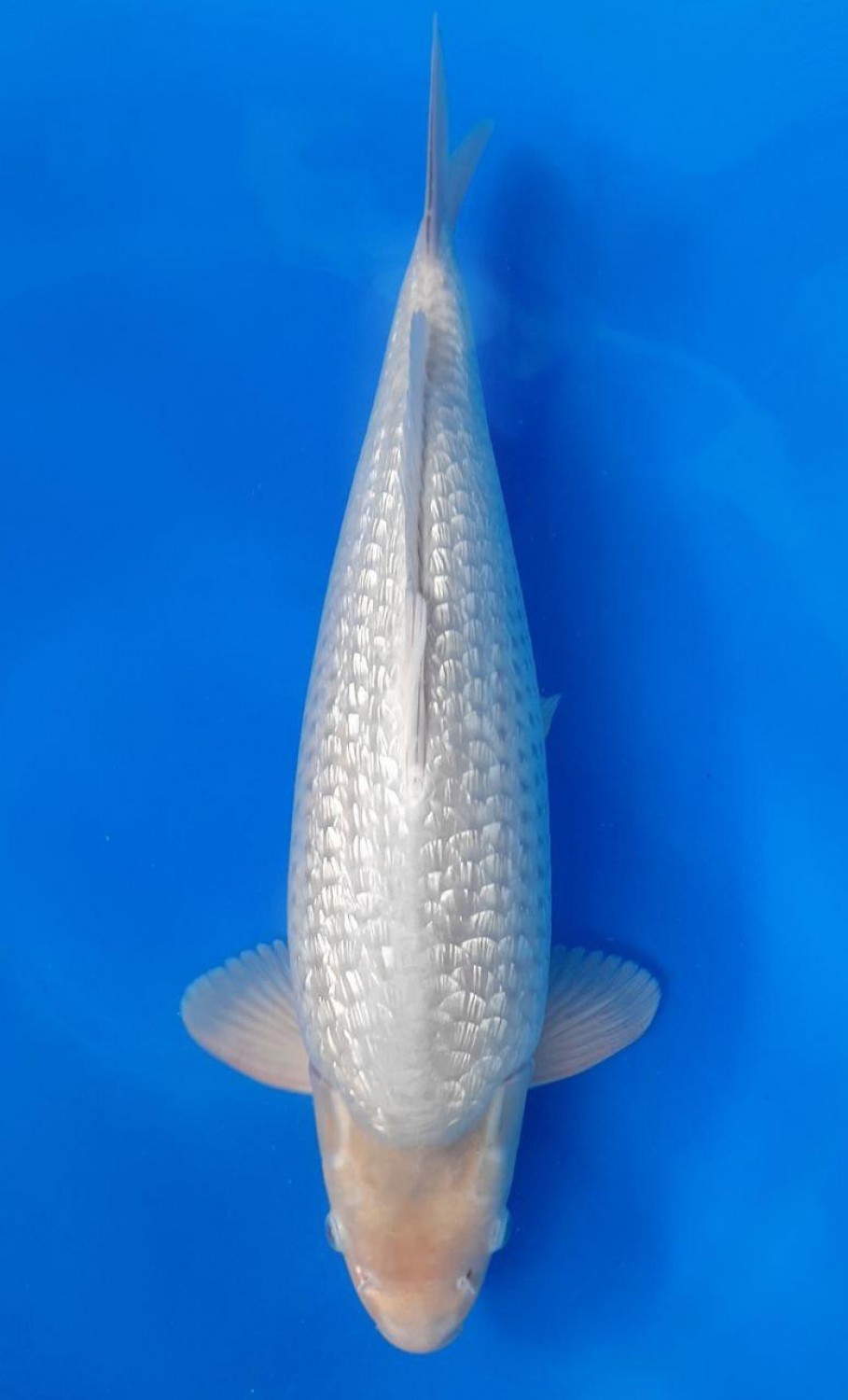 Juara 1