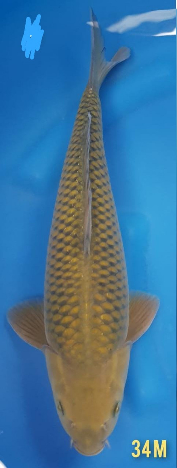Juara 5