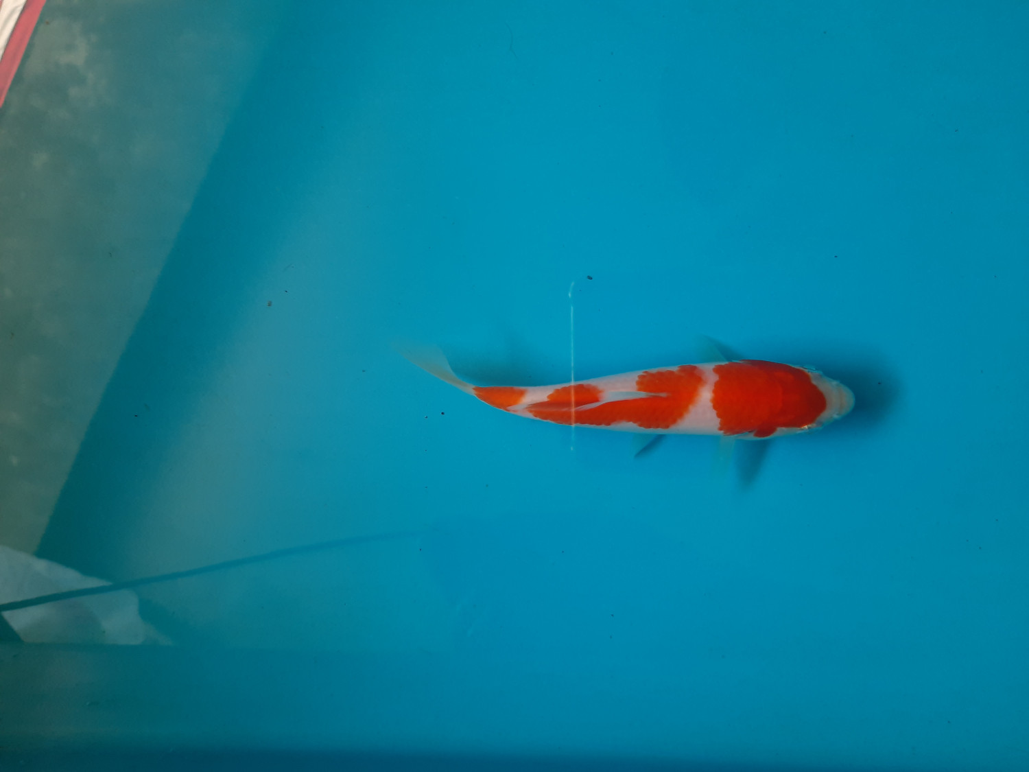 Best In Size A Up 10 cm