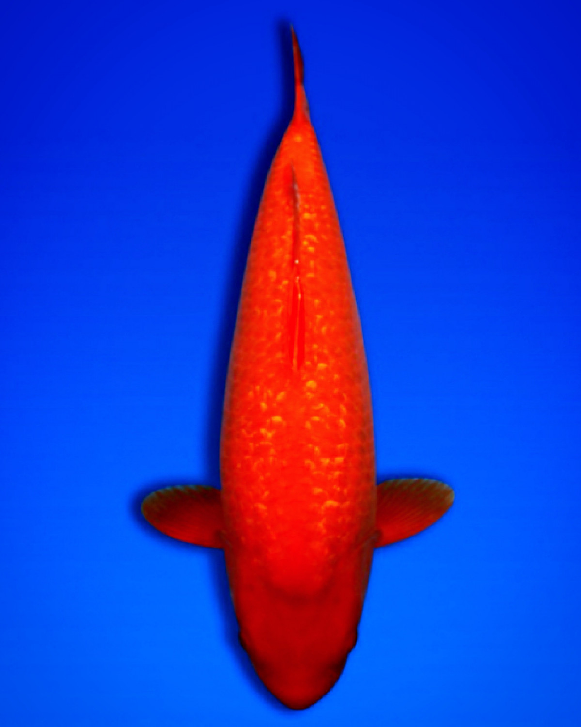 Juara 2