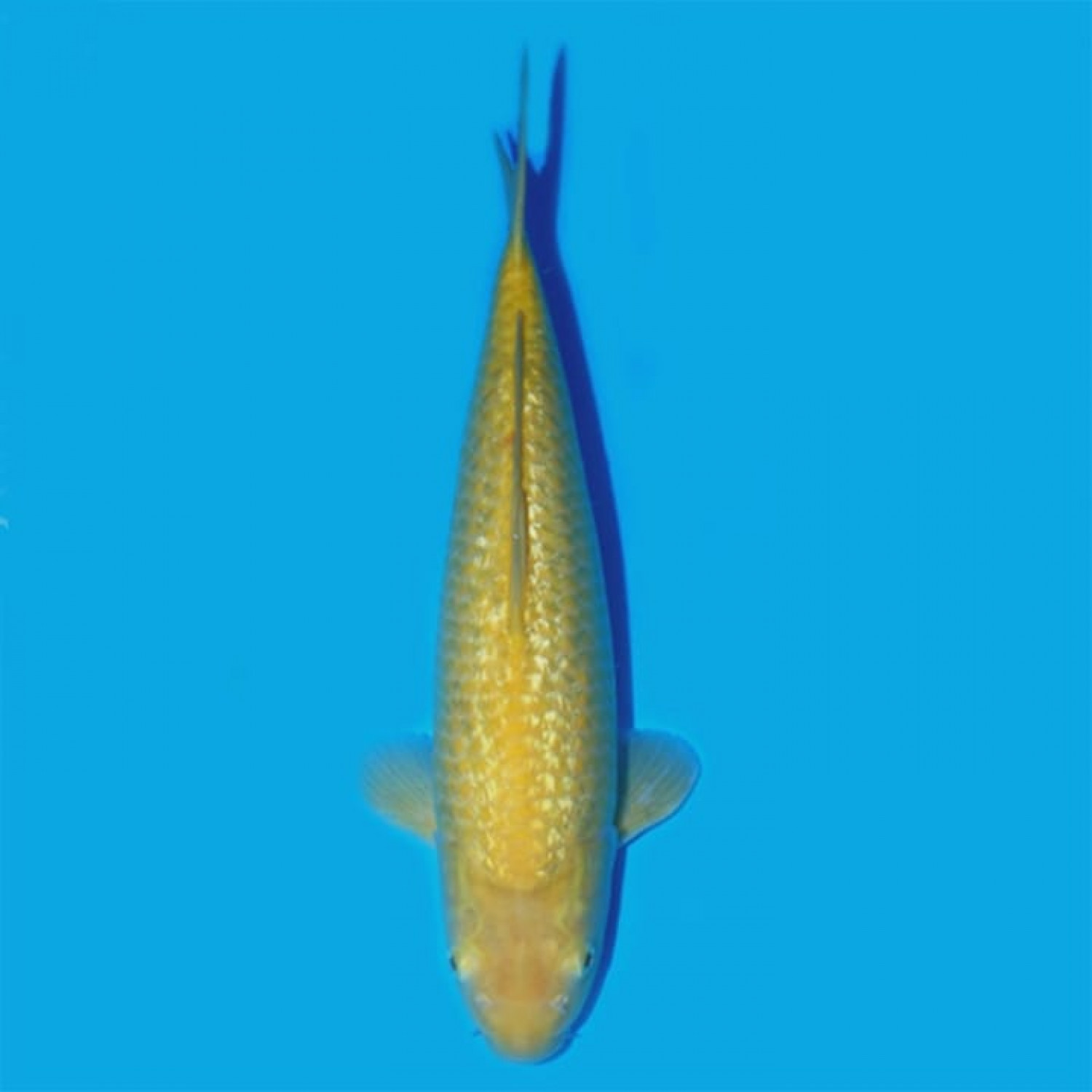 Juara 2
