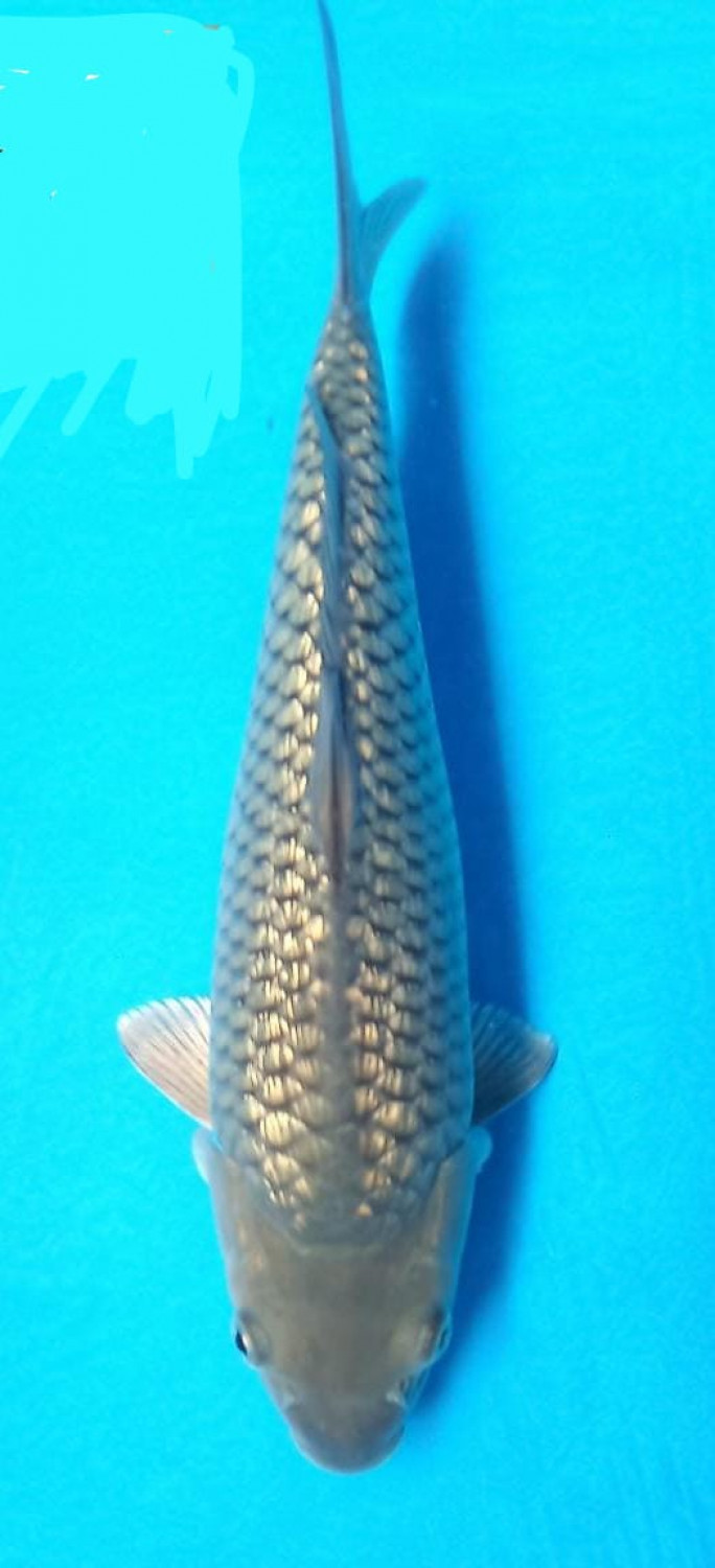 Juara 4