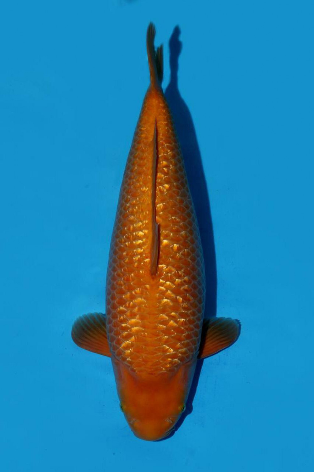 Juara 1