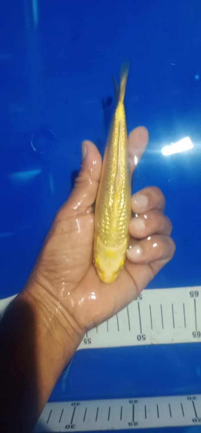 Best In Size E 11-15 cm