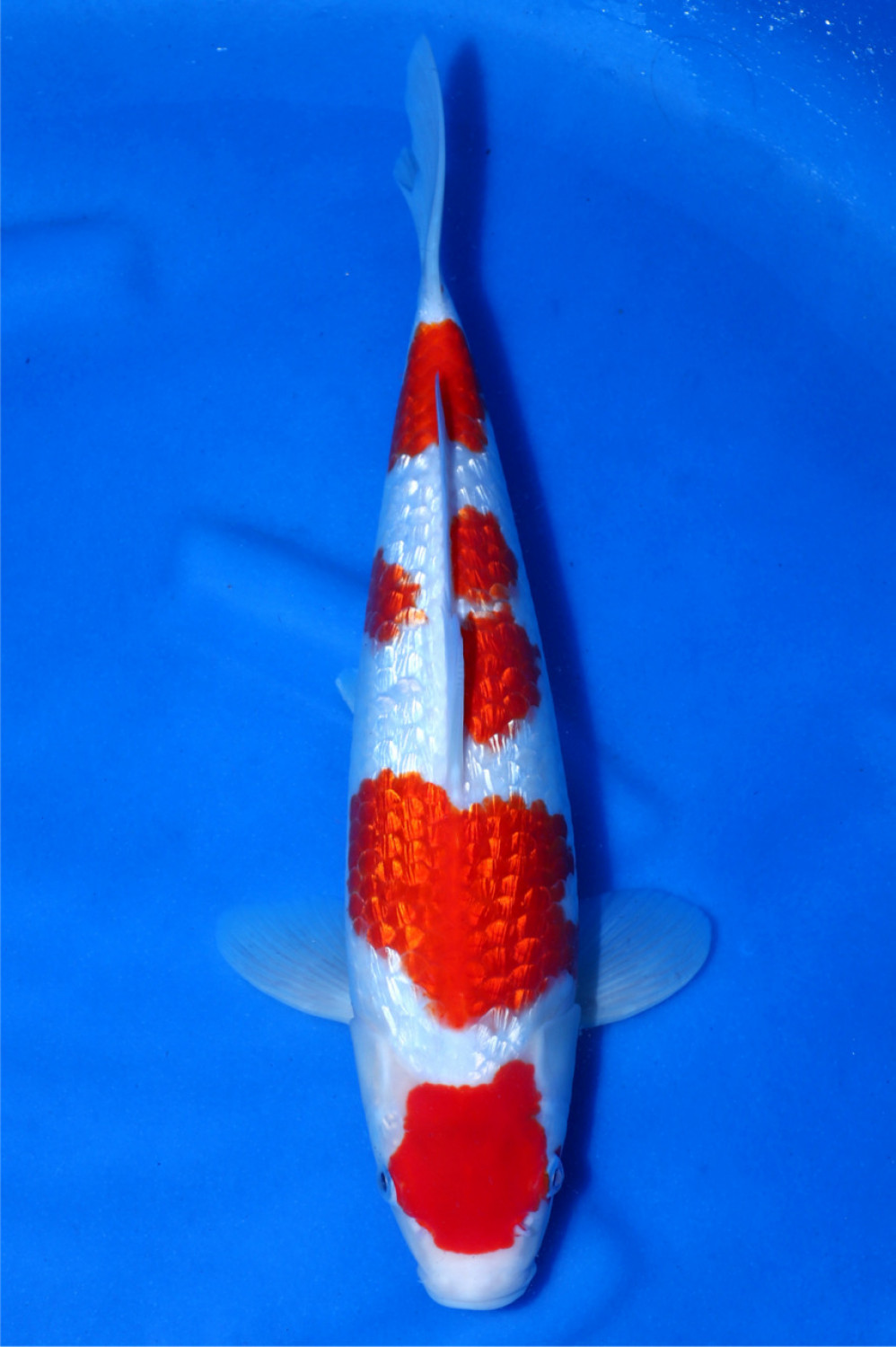 Juara 1