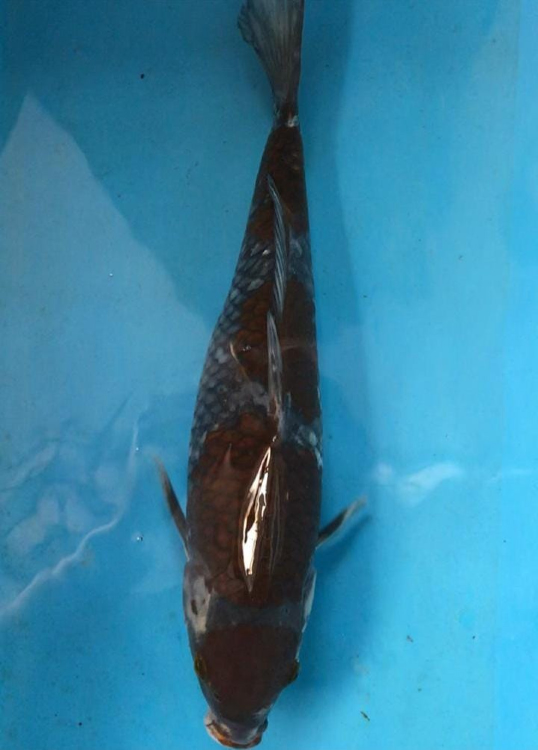Juara 2