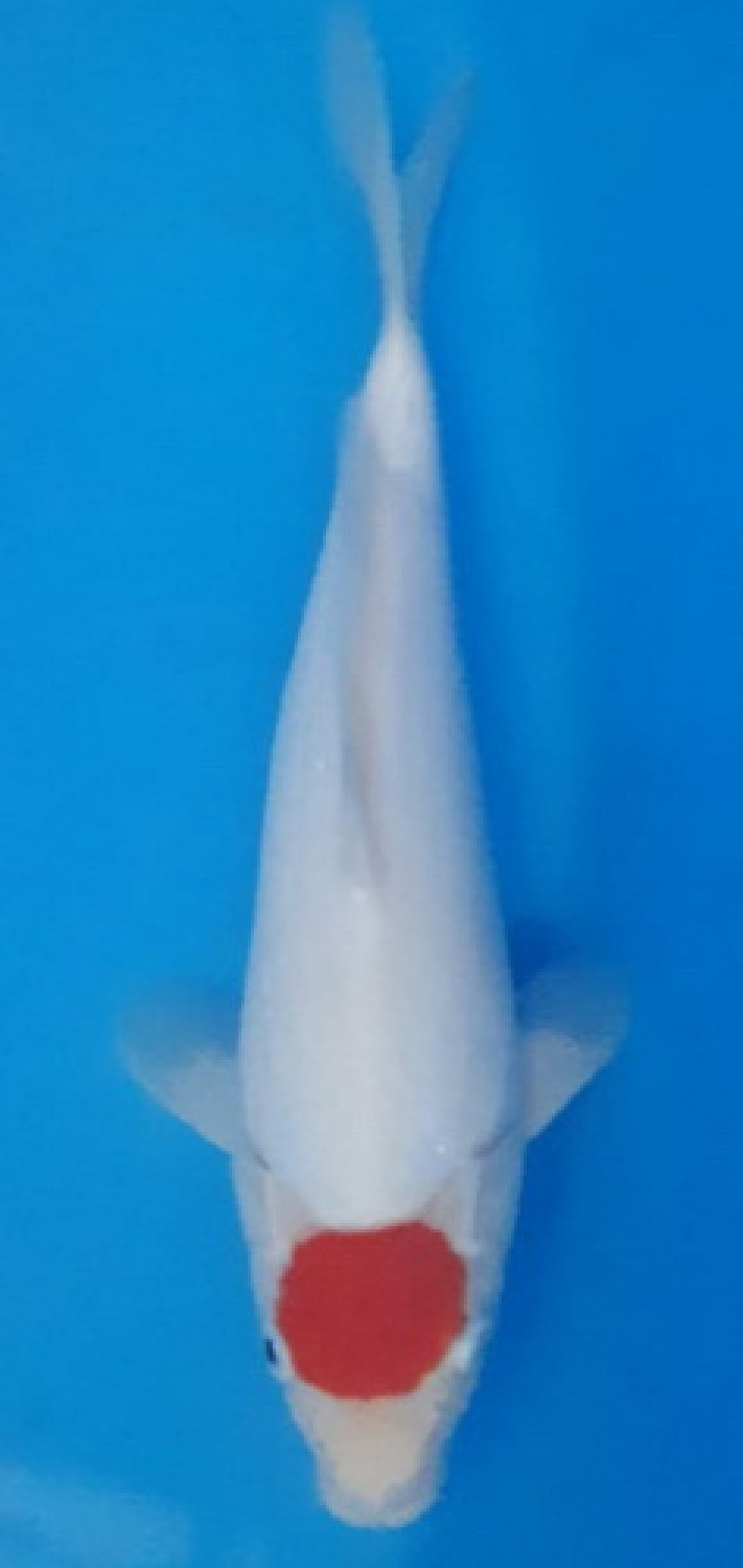 Juara 1