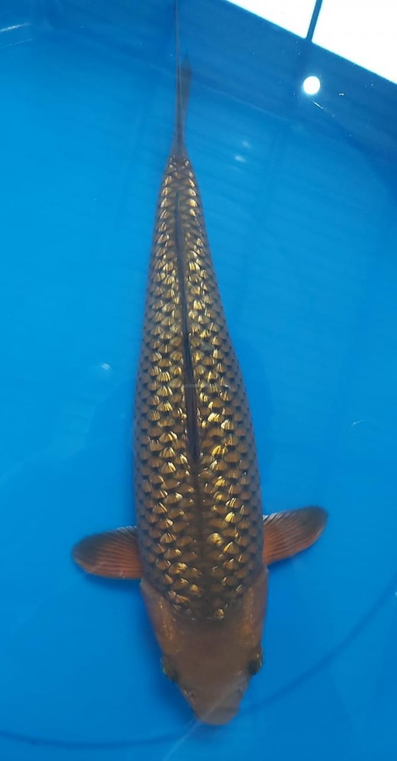 Best In Size E 31 - 35 cm