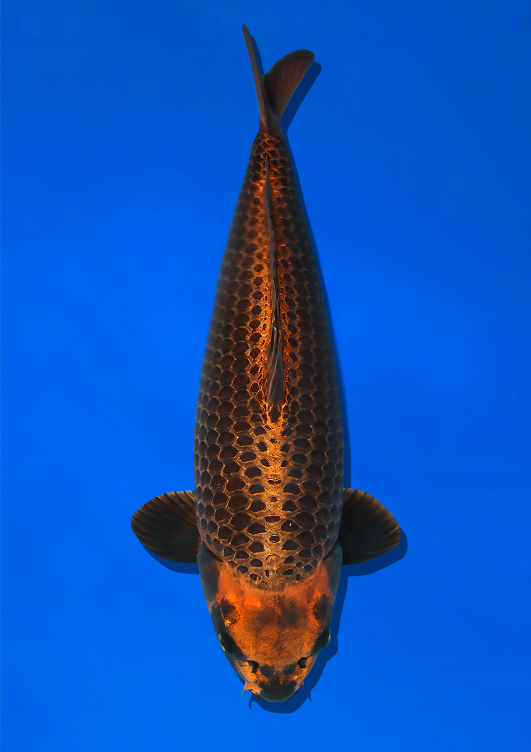 Juara 2