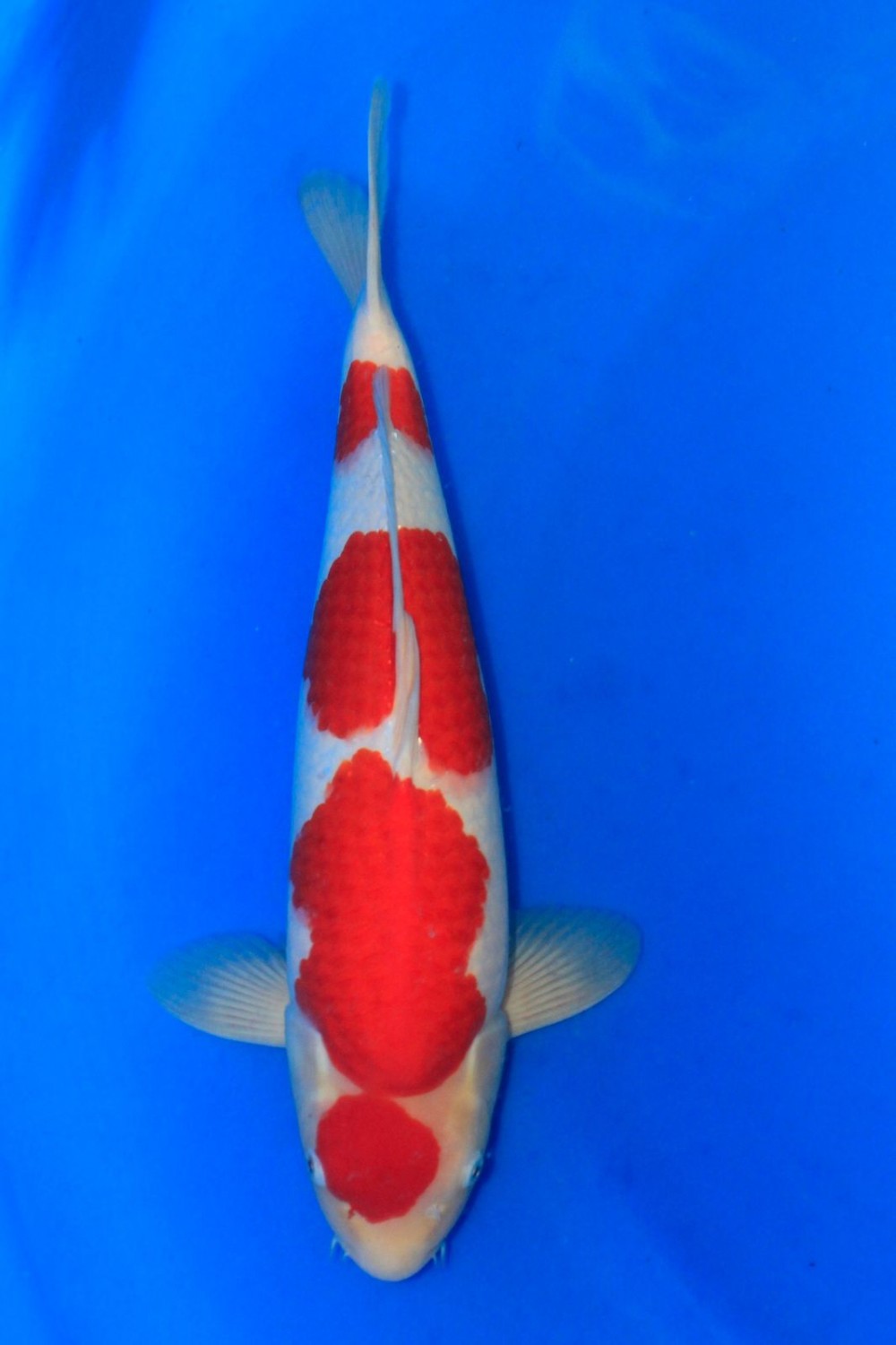 Best In Size A 41-45 Cm