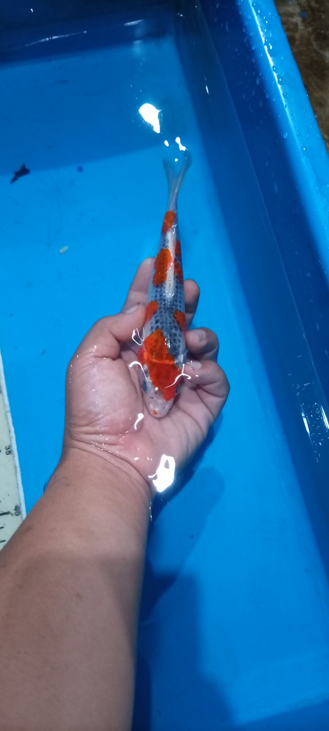 Juara 2