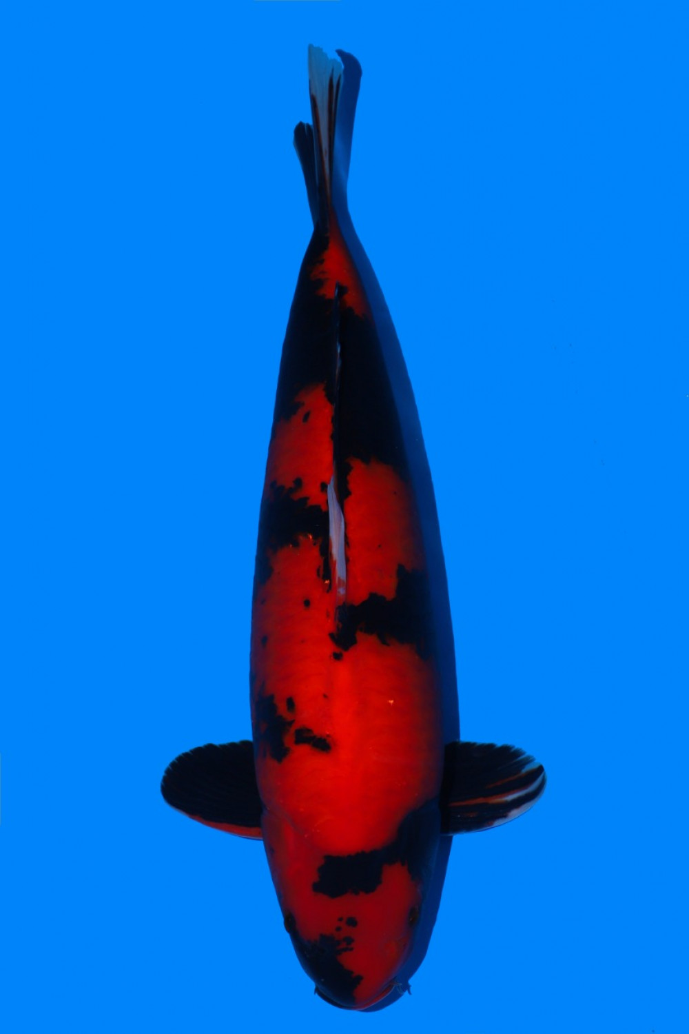 Juara 1