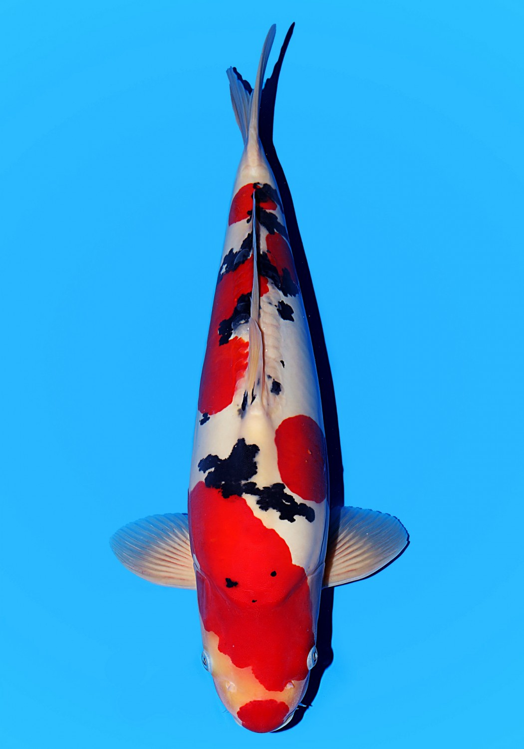 Juara 2
