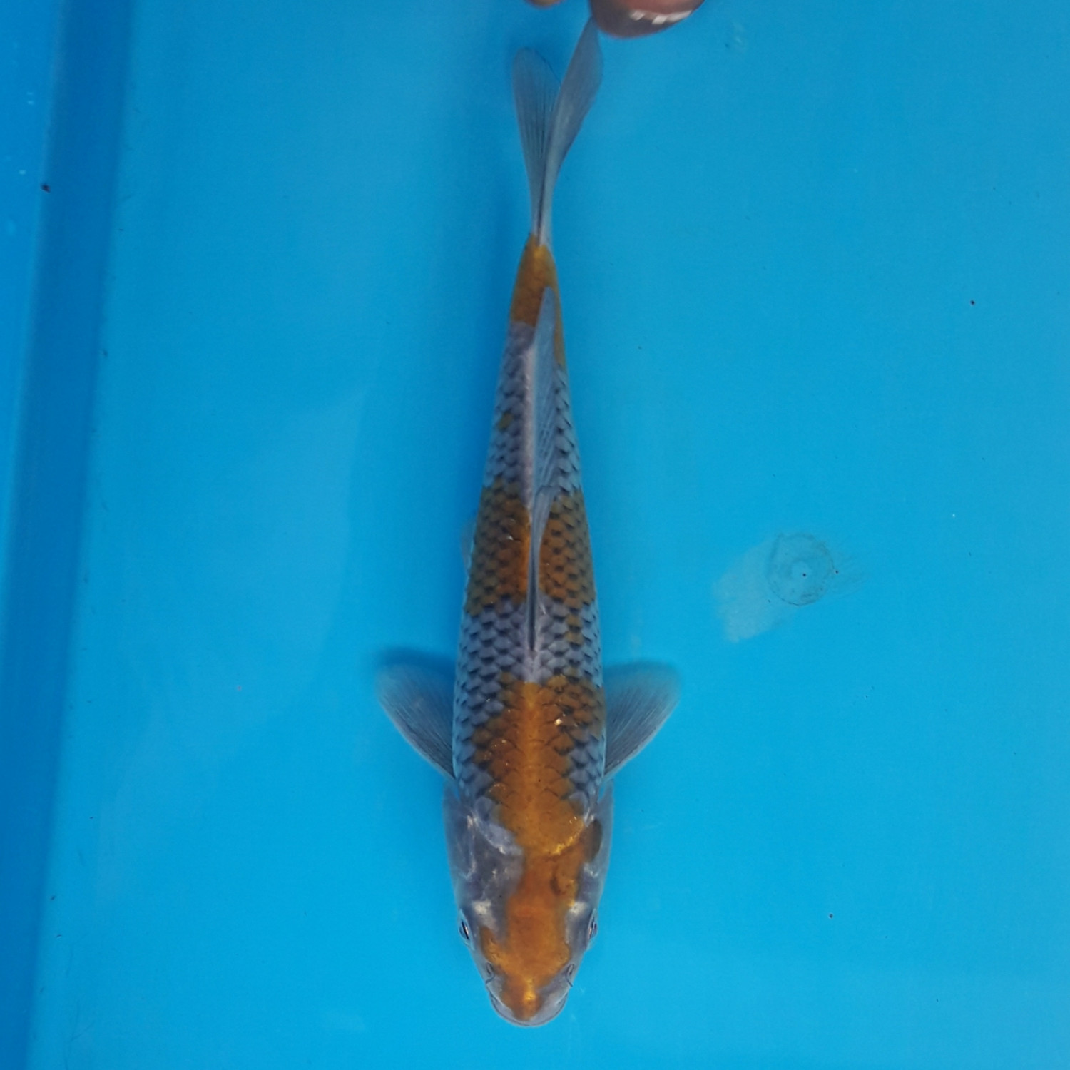 Juara 2