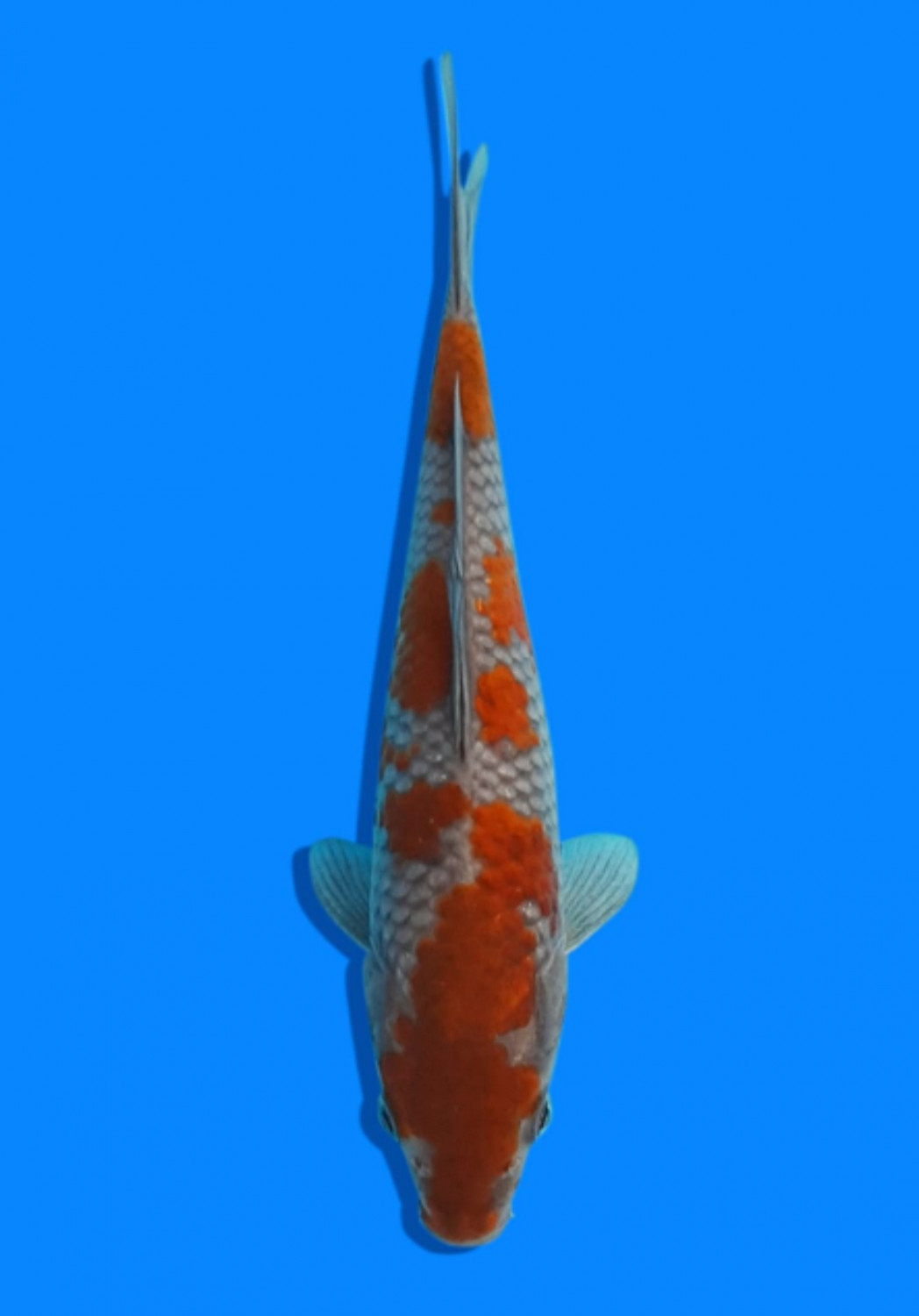 Juara 2