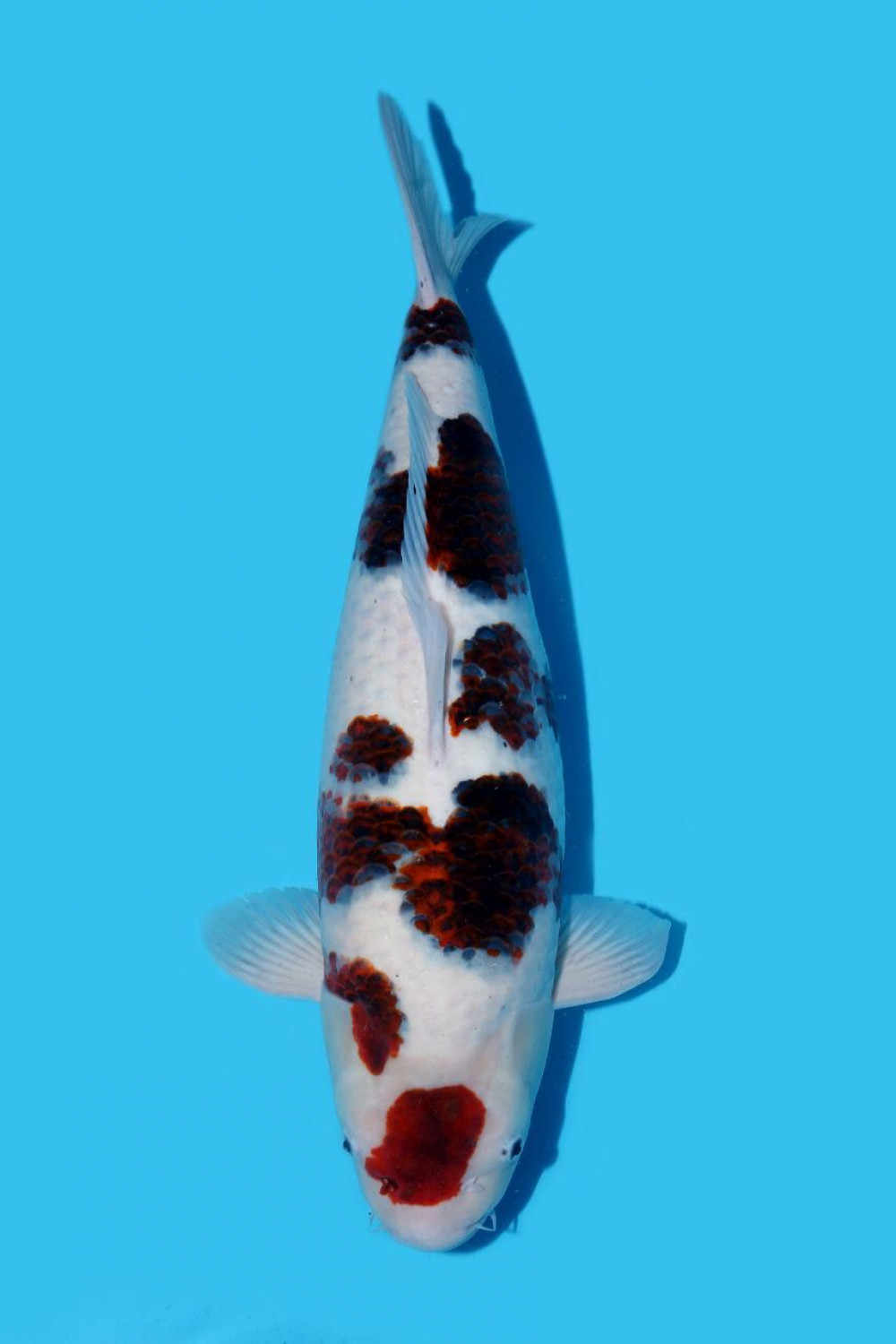 Juara 2