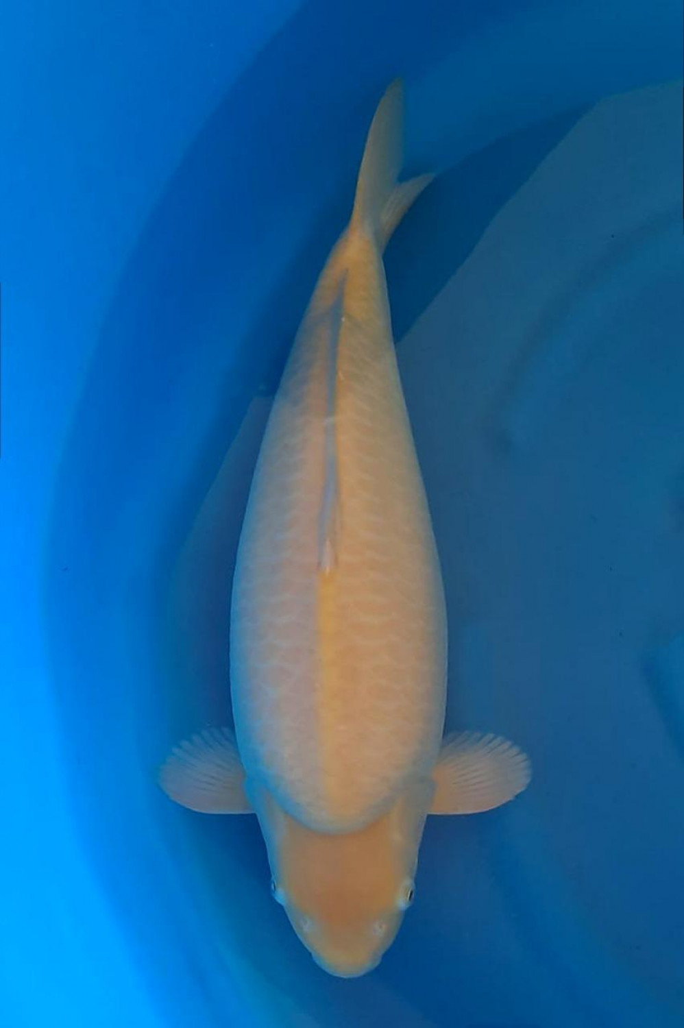 Best In Size E 51 - 55 cm