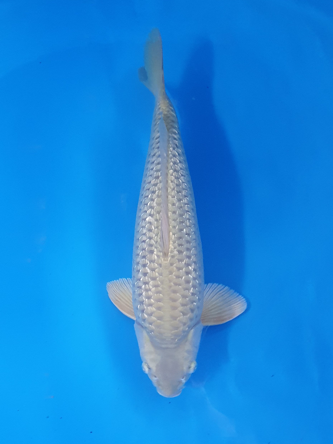 Juara 1