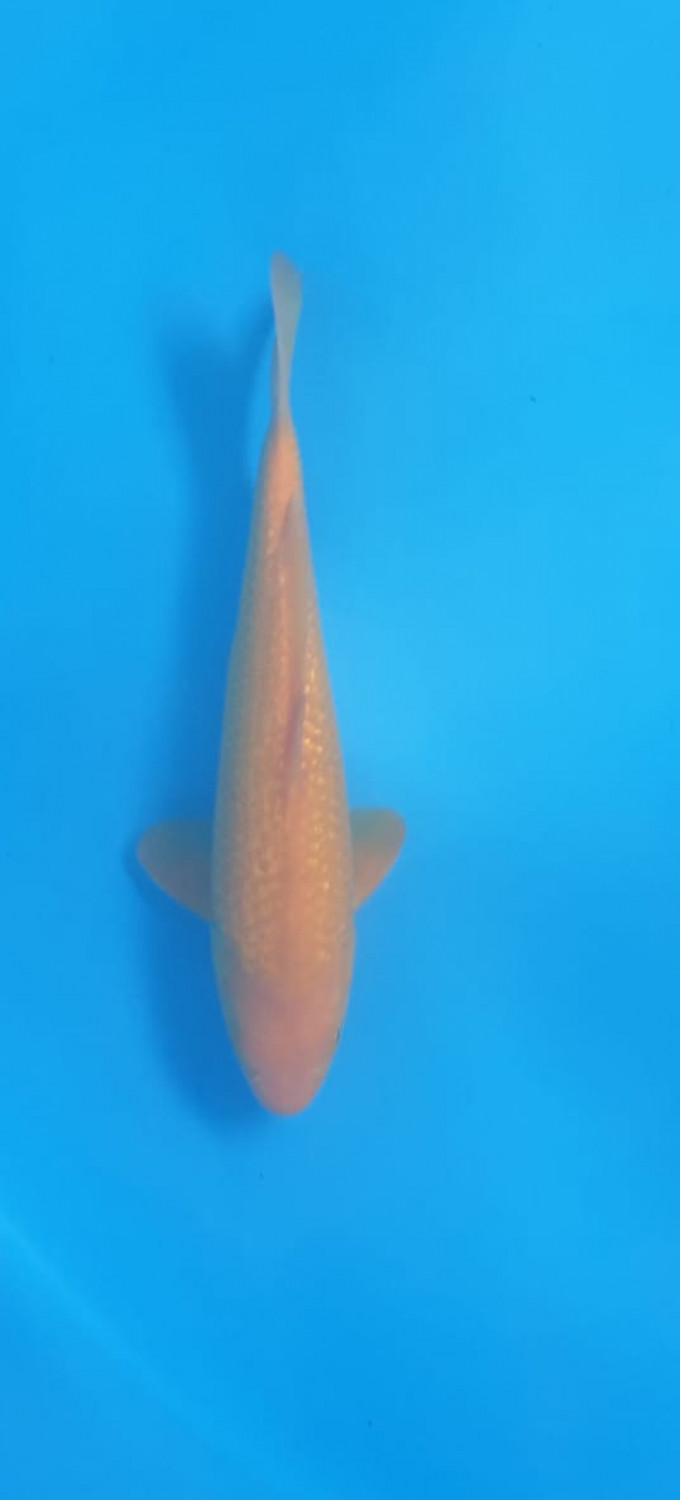 Juara 1