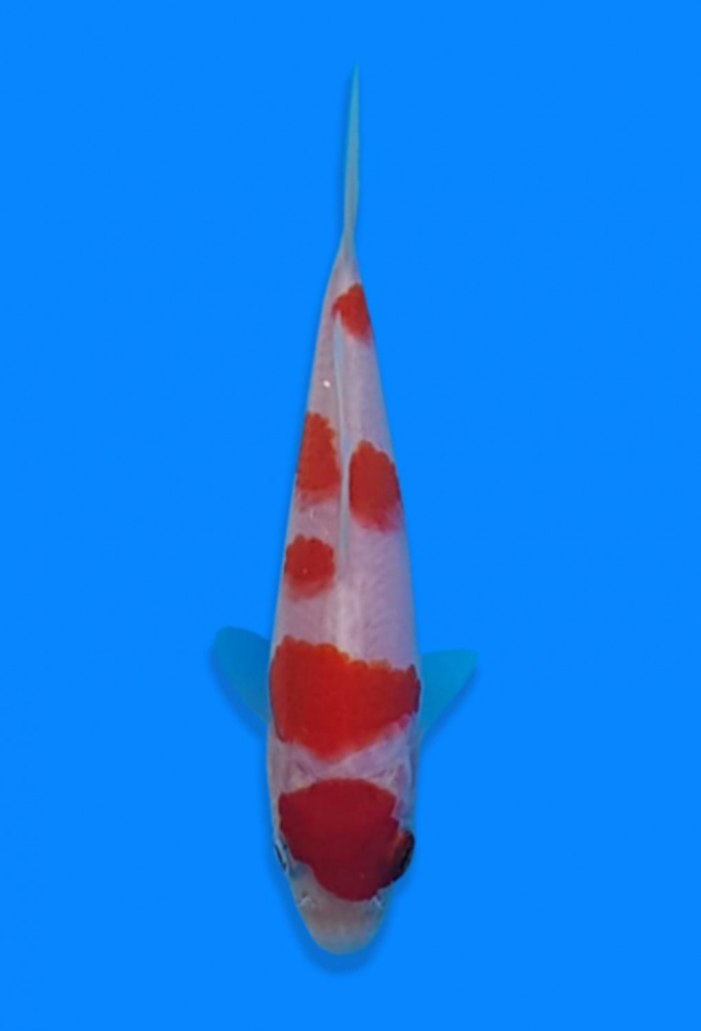 Juara 2