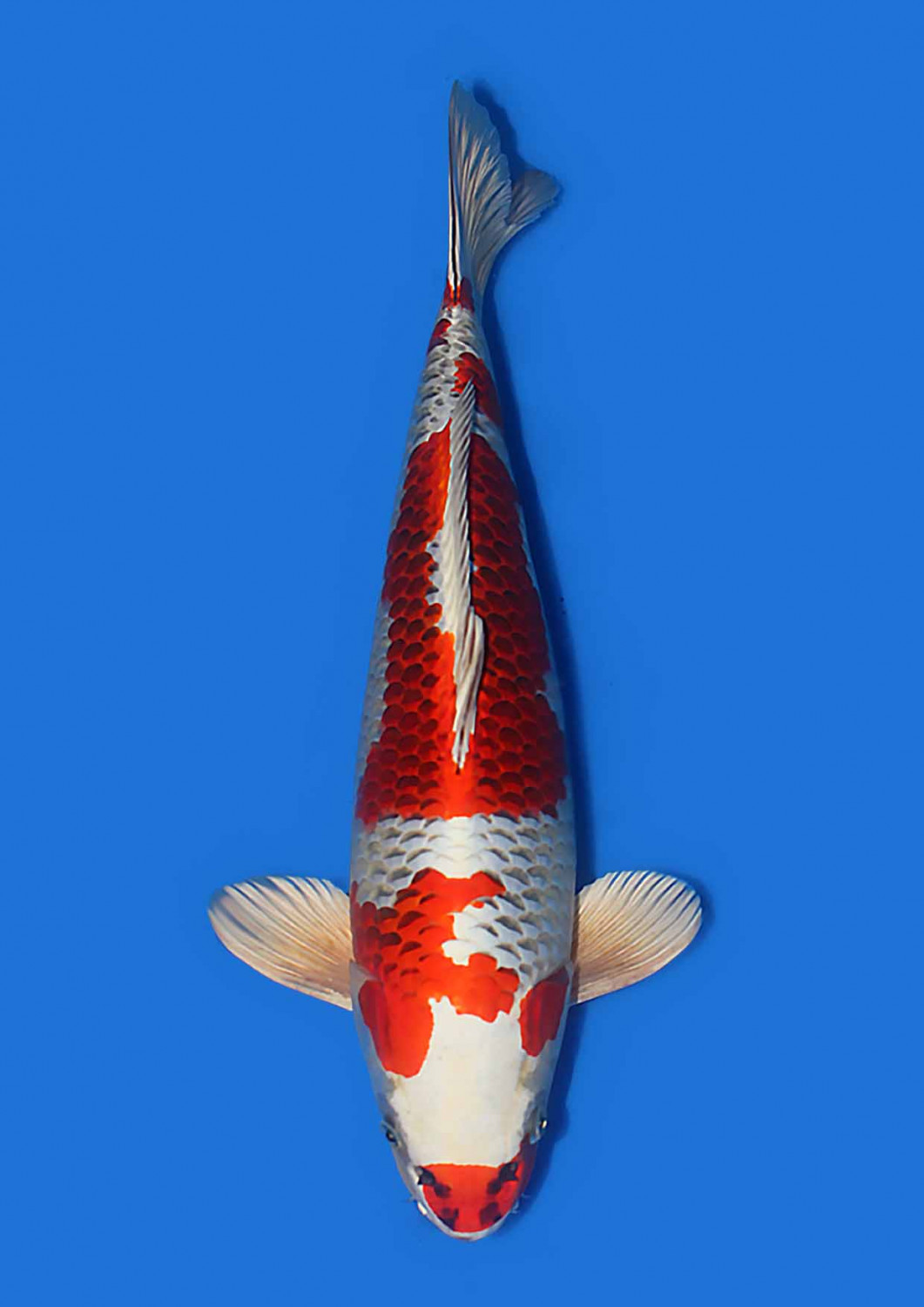 Juara 1