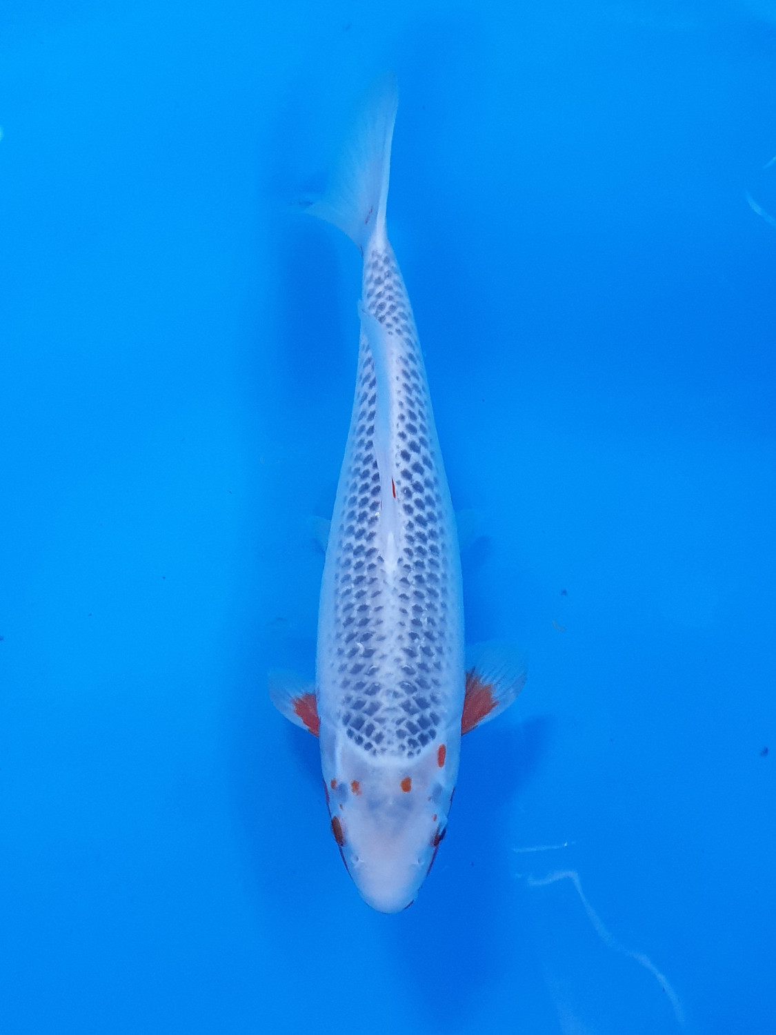 Juara 1